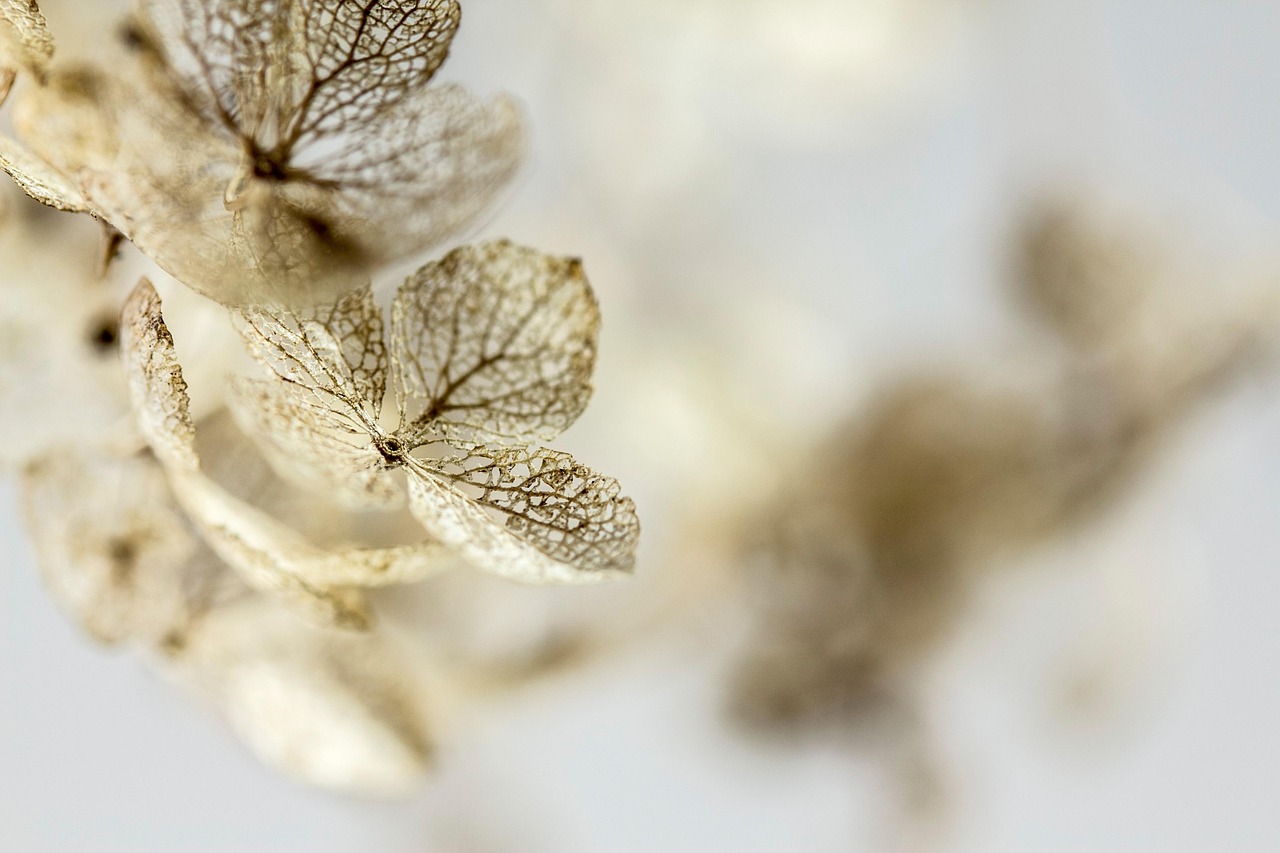 Welkom bij het wonder dat leven heet